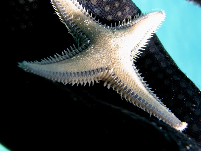 Il mondo è bello perché è vario! (Astropecten platyacanthus)